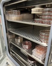 細胞培養の様子