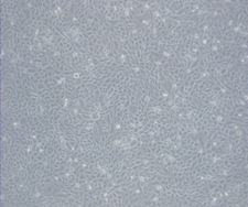 CHO-K1（マウスの細胞）