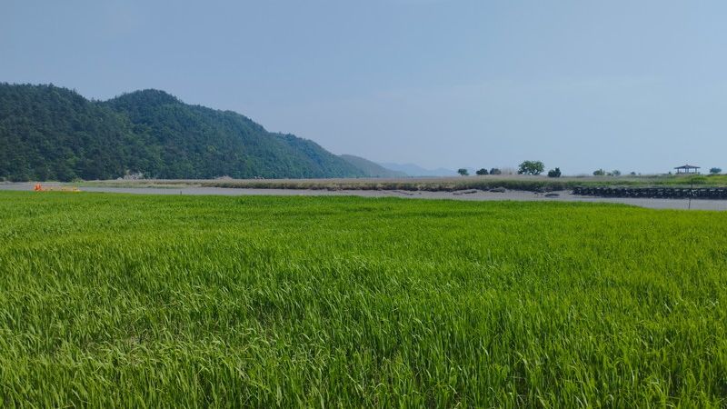 野方_旅行でいった順天の湿地